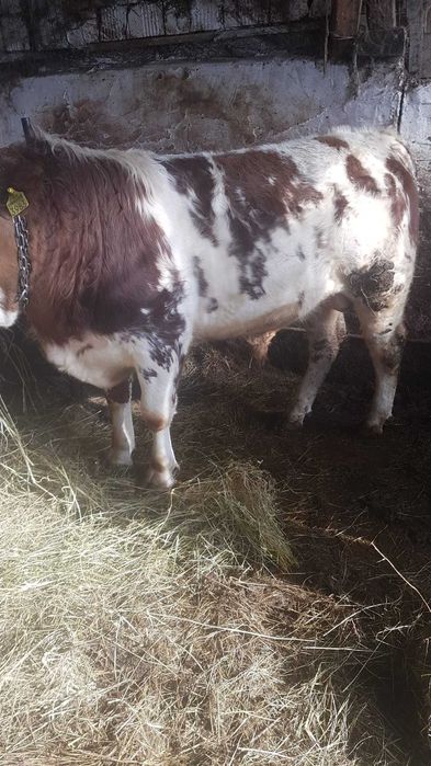 Vand vitel mai multe detalii la telefon