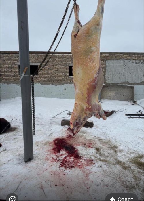 Бие семиз даланын