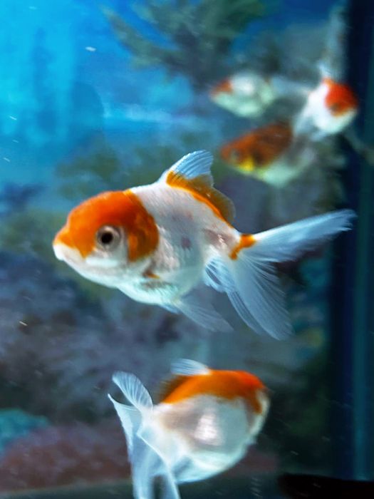 Золотые. Красная шапочка