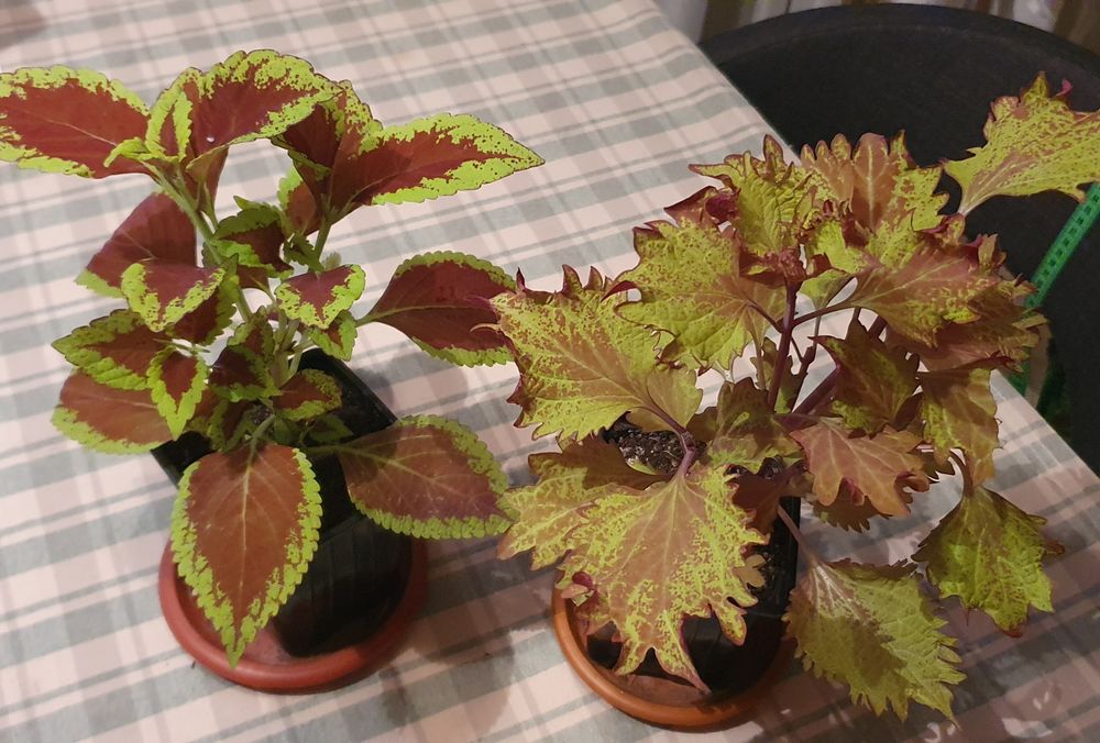 Колеусы сортовые