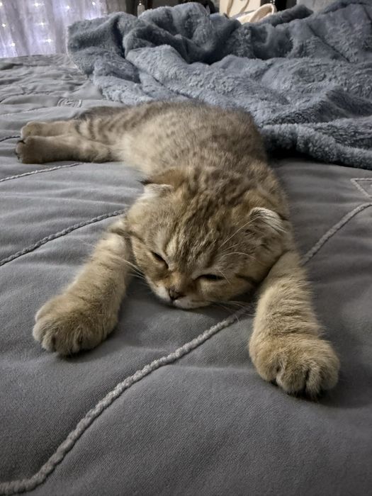 Скотиш фолд  вислаухие