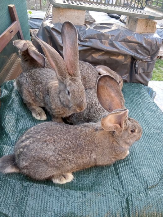 Iepuri uriaș gri german