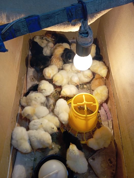 Циплята домашних курочек