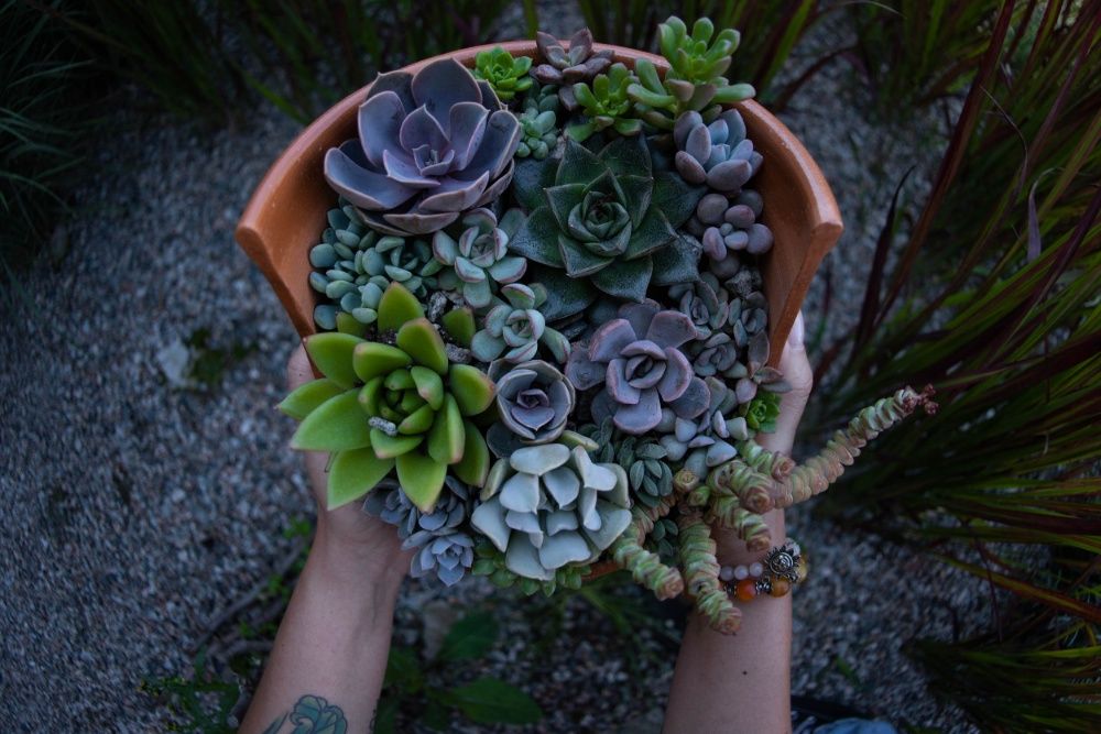 Композиции из суккулентов