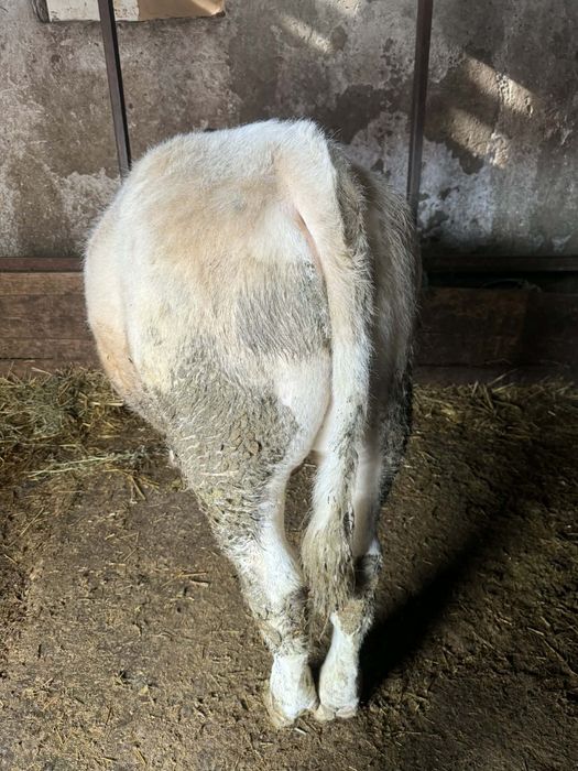 Vand vitel albatru belgian