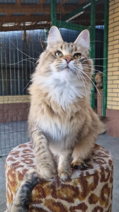 Мейн-кун девочка