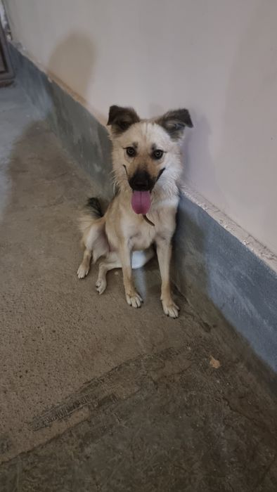 Пристройство собачки