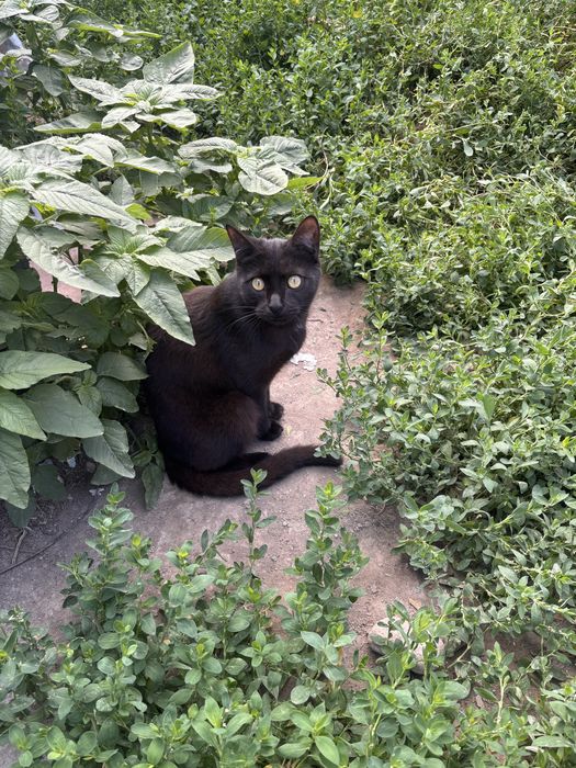 Малявка, которому нужен дом