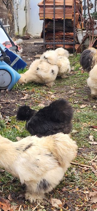 Oua si cocos matasa japoneza 2025