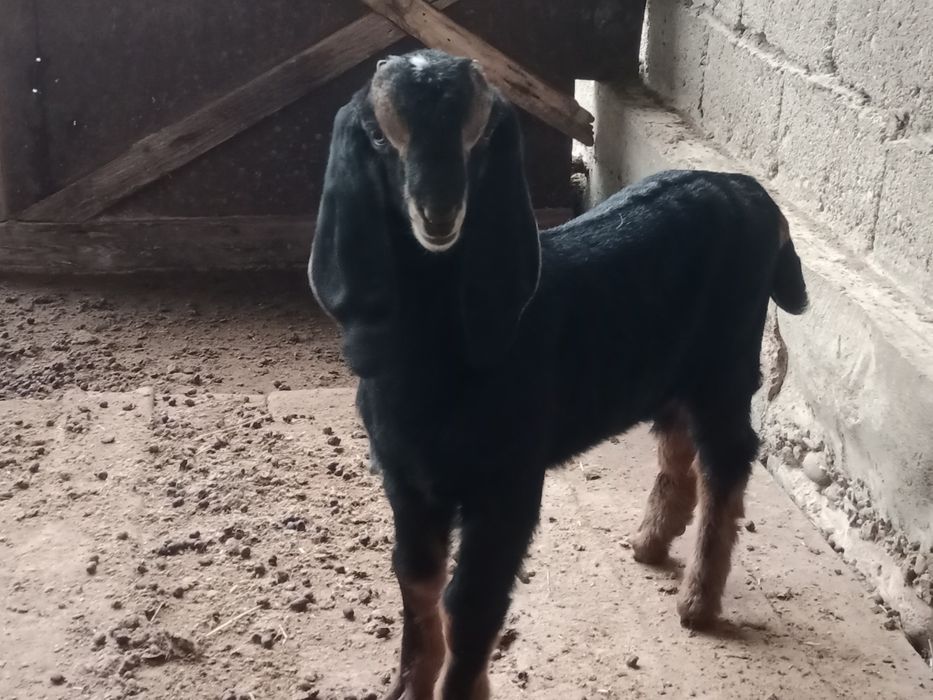 Теке Лақ сатылады