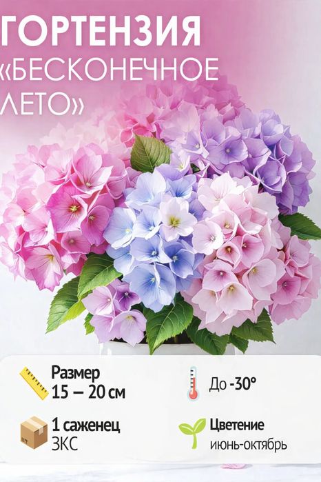 Гортензия Бесконечное лето, саженец C2л