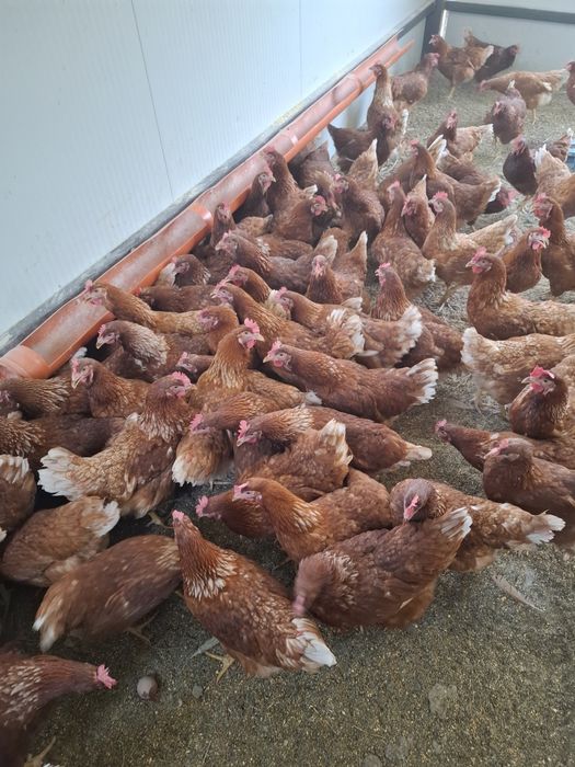 Продавам яйца от домашни кокошки 9 евро Кора при количество разнос по домовете