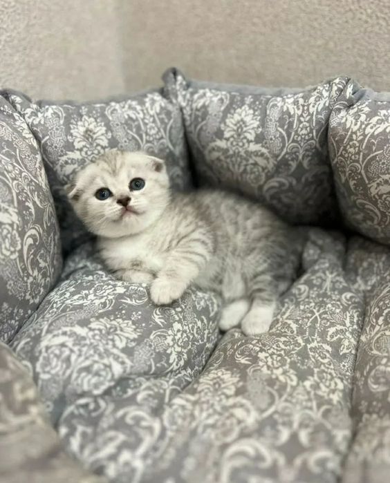 вислоухий котенок