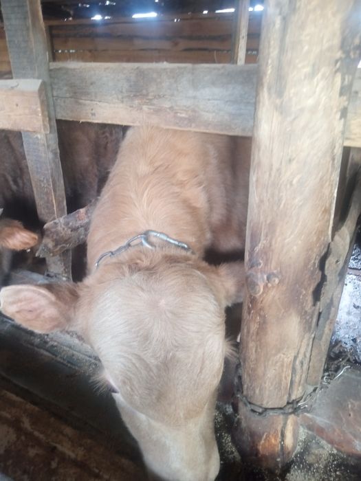 Продам бычков на племя