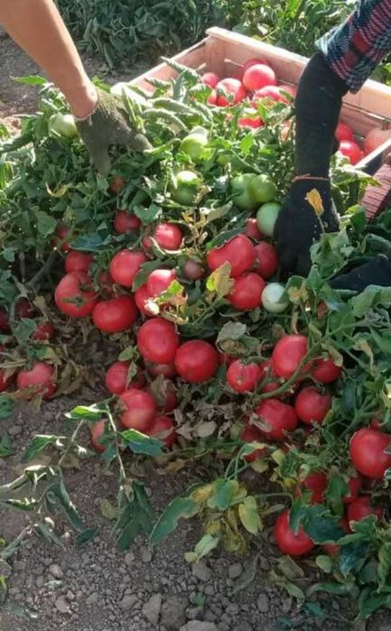 Rossiya armiyasida haqiqiy porno