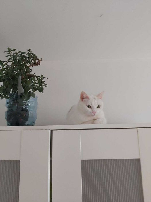 Временен дом за вашата котка