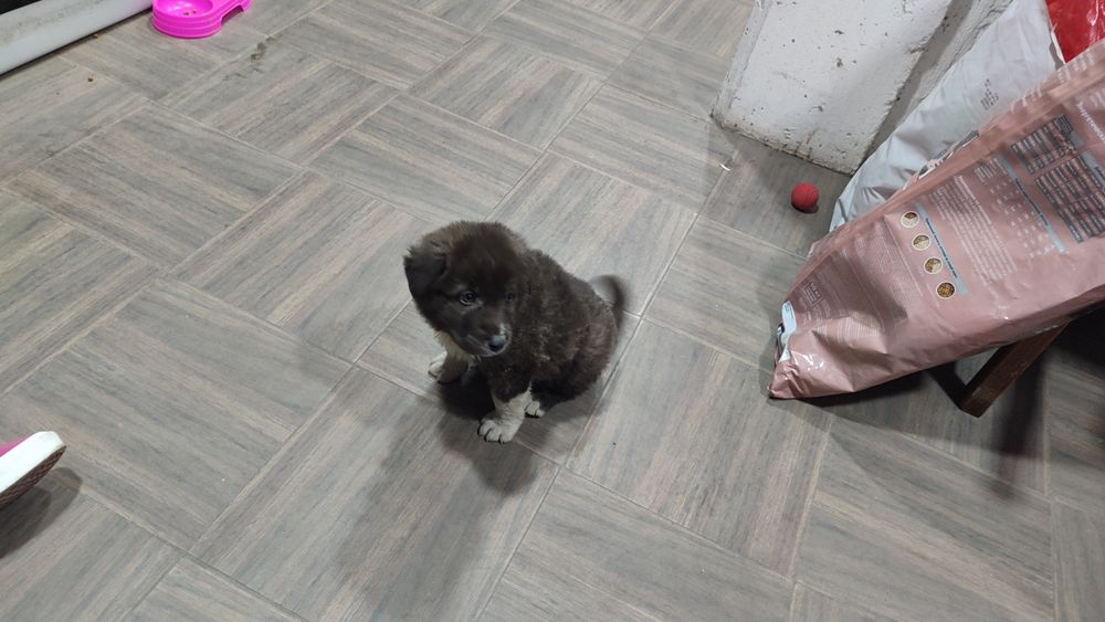 Продается ковказский алабай