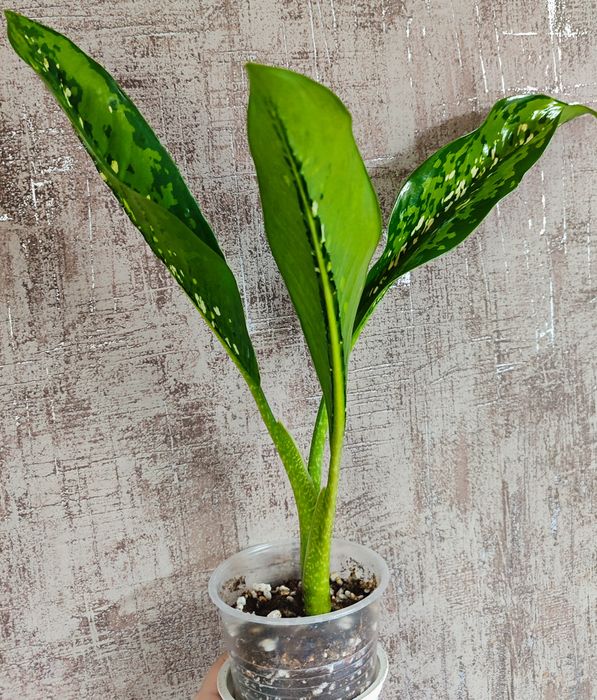 Dieffenbachia Crocodile
