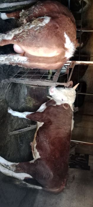 Продажа откорм быки