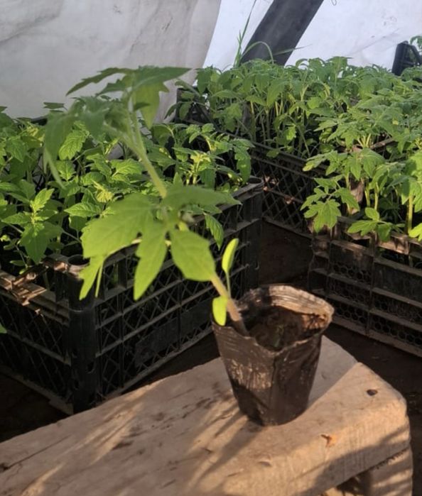 Продаем россаду