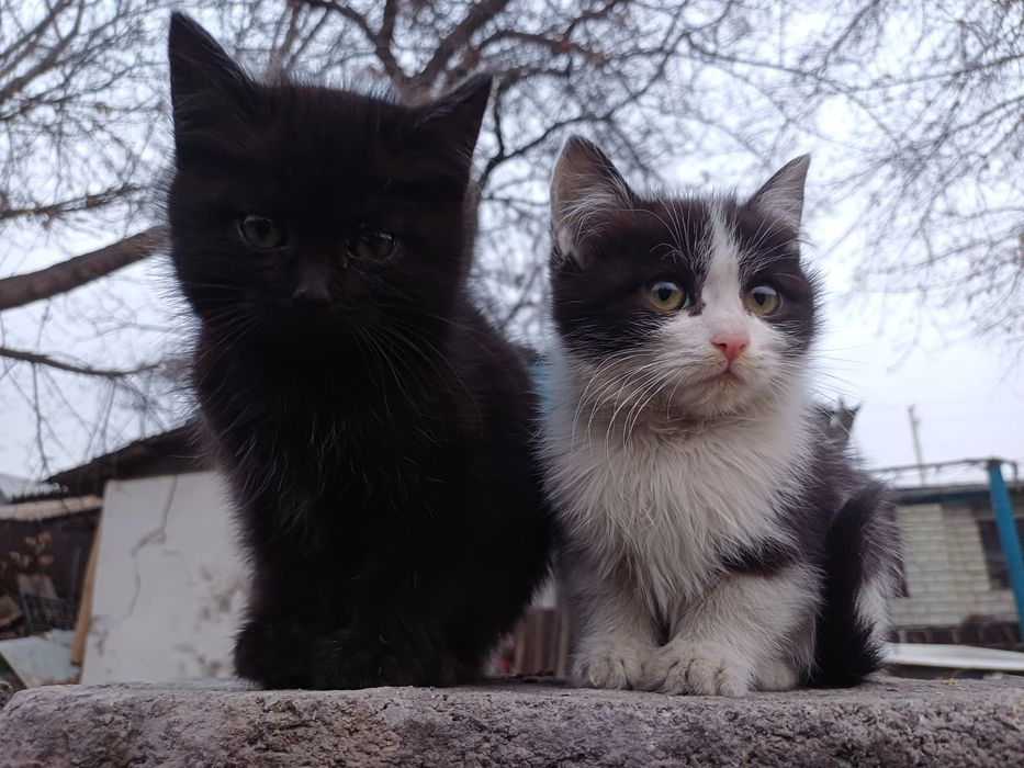 Котята в добрые руки