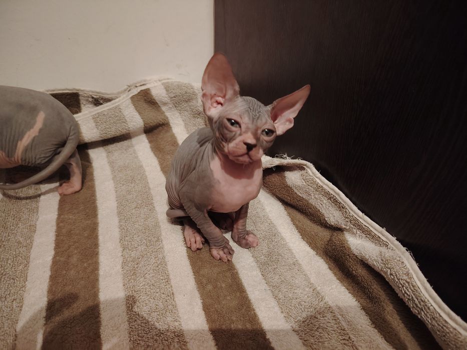 Котенок  канадский сфинкс, девочка, мальчик