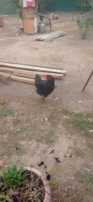 Продам или обменяю петушков