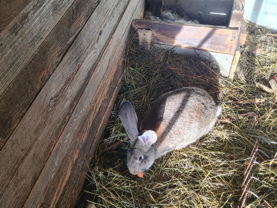 Iepuri masculi și femele gestante