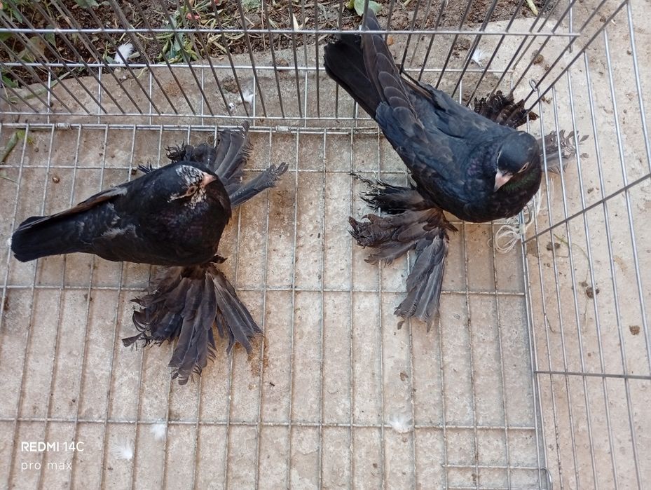 Голуби  Телеграмдан ёзинг