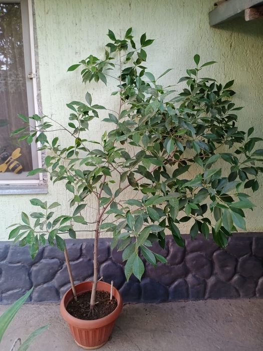 Комнатные цветы .