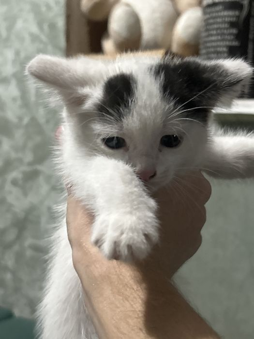 Отдам котят в хорошие руки