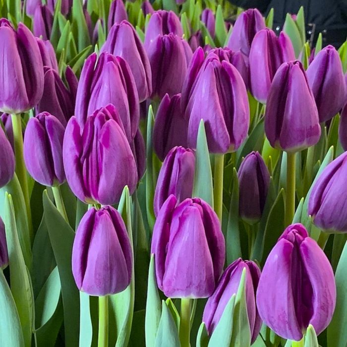 Тюльпаны к 8 марта