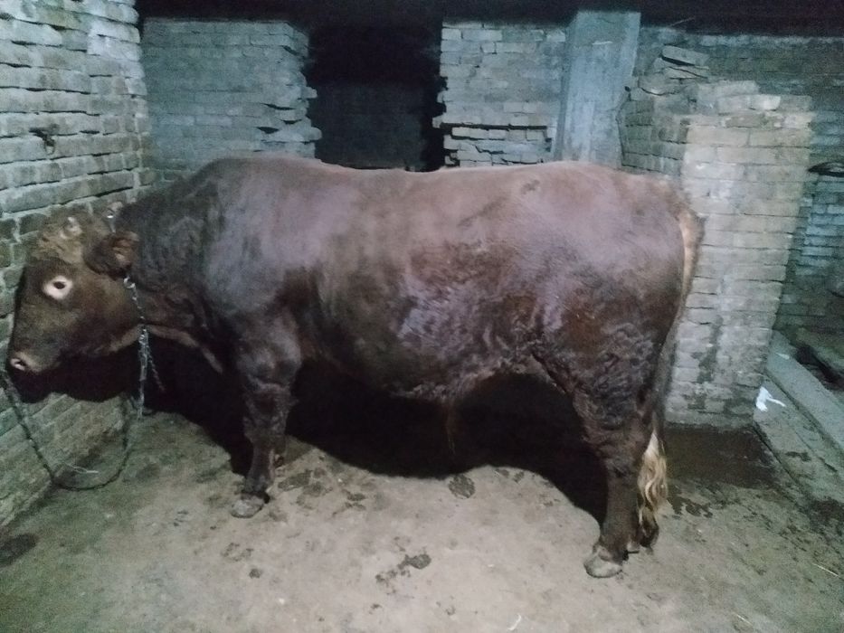 Кора бука гибрид зоти