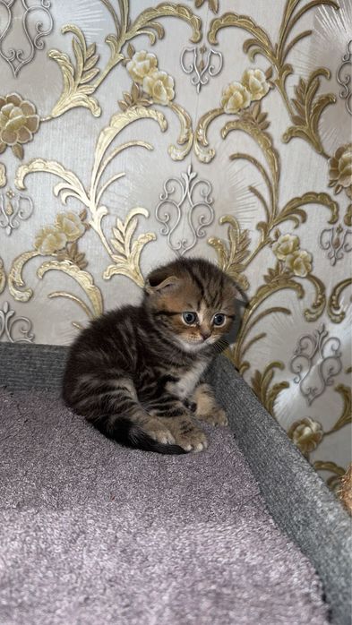 Породистые котята