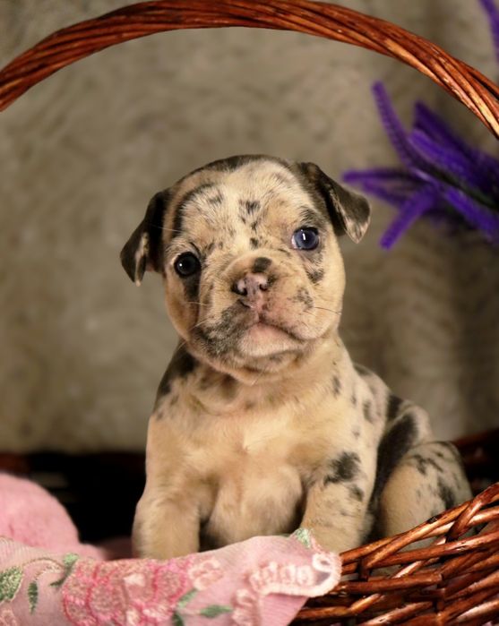 Шикарные породные бульдожки