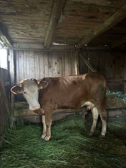 Vaca Baltata Romaneasca