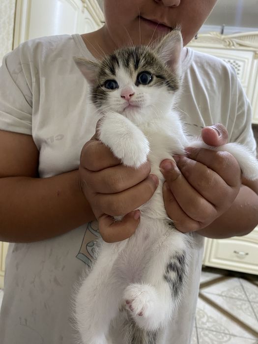 Отдам в добрые руки котят