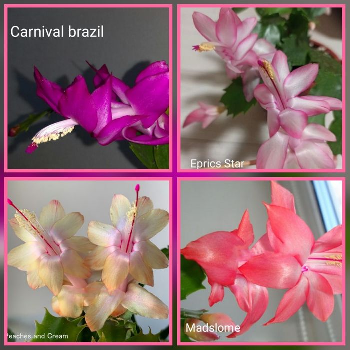 Распродажа Шлюмбергеры Декабристы