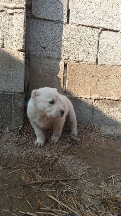 Алаштын немерелері сатылады