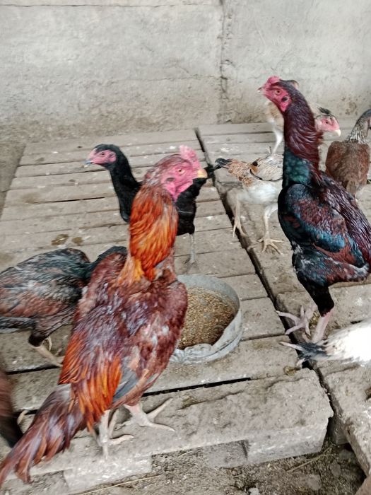 Цыплята дакан о шамо