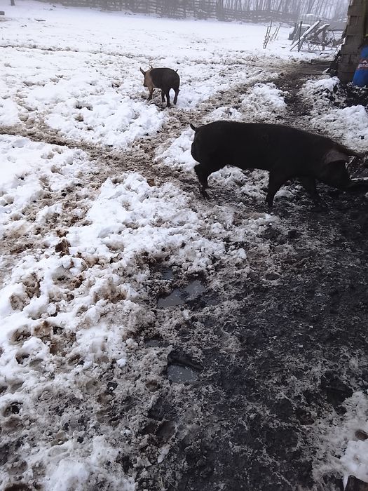 Se vinde oricare dintre ei