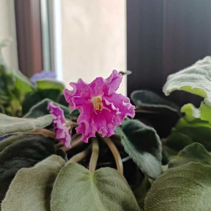 Продаются листики сортовых фиалок
