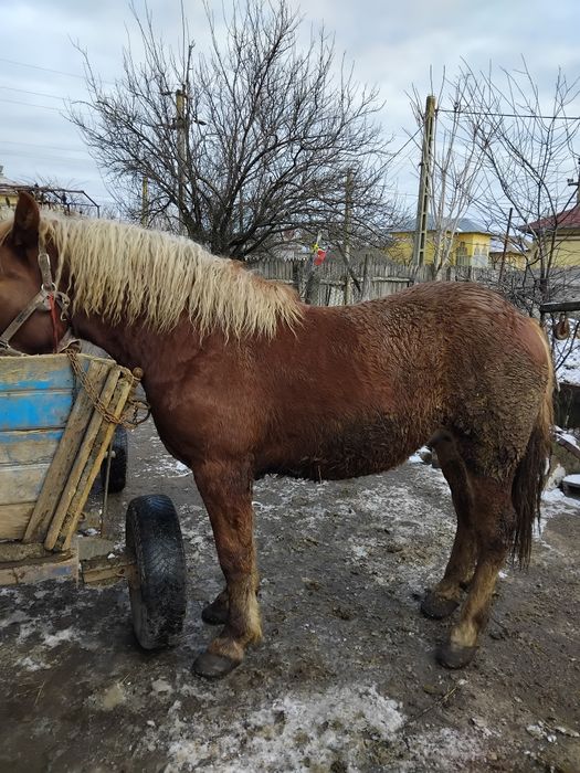 Vând cîlan semi greu