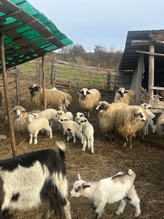 Oi ținere de vânzare