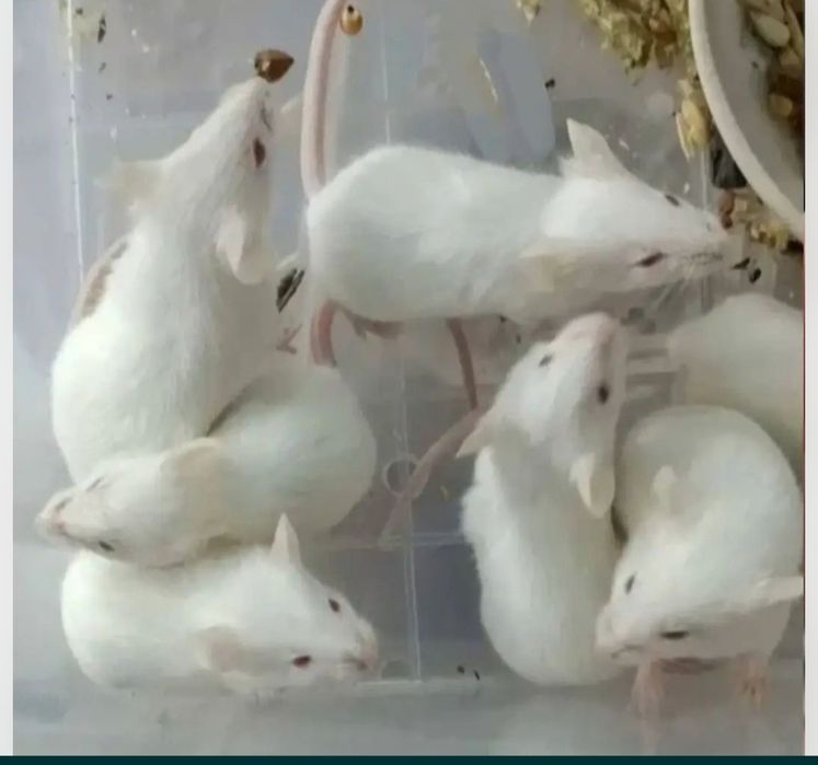 Крысы домашние ручные
