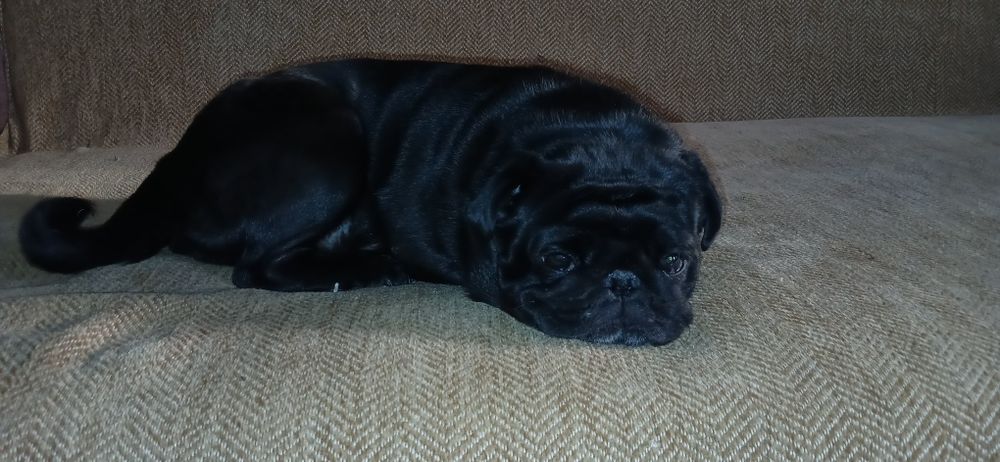 Продаются щенки мопса