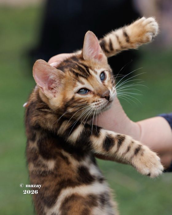 Бенгальские котята