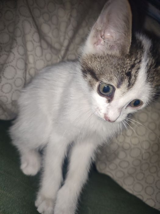 котенок(мальчик) ищет дом
