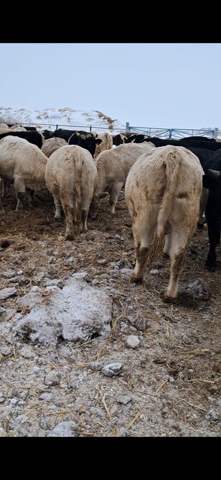 Продаются бычки 2-х годовалые и выше.