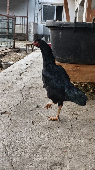 Дакан Тауык сатылады